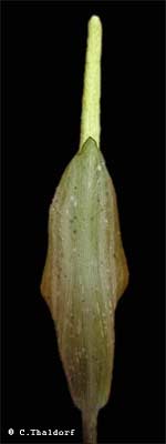 Amorphophallus variabilis ( Christian Thaldorf)