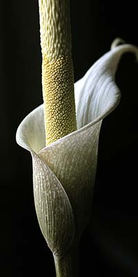 Amorphophallus variabilis 13-03-2015