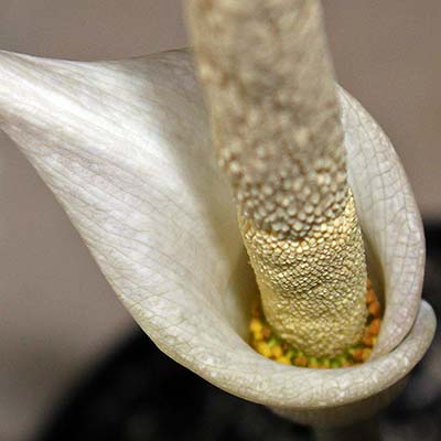 Amorphophallus variabilis 13-03-2015