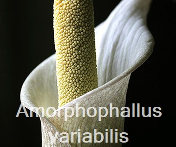 Amorphophallus variabilis