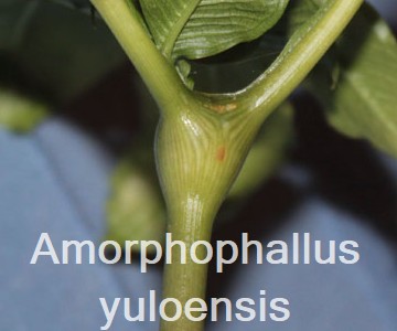 Amorphophallus yuloensis