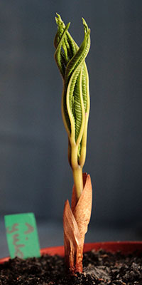 Amorphophallus yuloensis