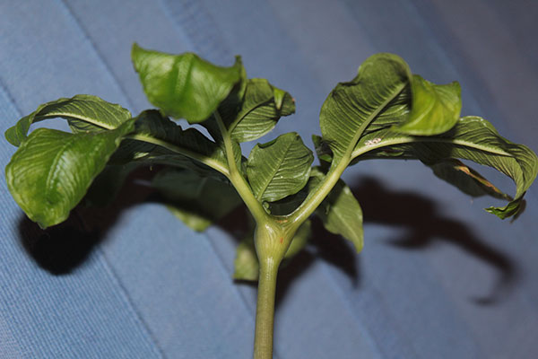 Amorphophallus yuloensis