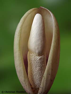 Amorphophallus yuloensis