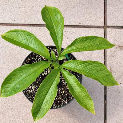 Amorphophallus yuloensis