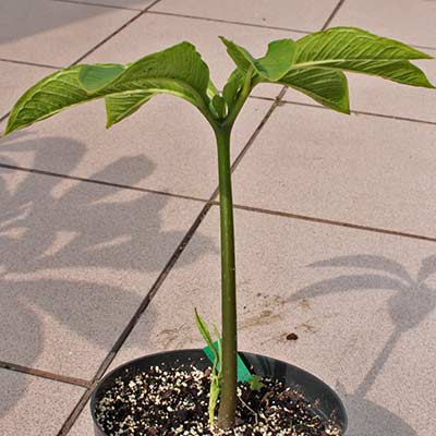 Amorphophallus yuloensis