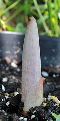 Amorphophallus yuloensis