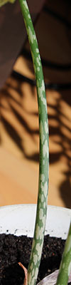 Amorphophallus yunnanensis 08-05-2012