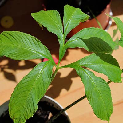 Amorphophallus yunnanensis 08-05-2012