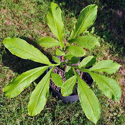 Amorphophallus yunnanensis 16-08-2013