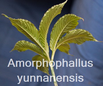 Amorphophallus yunnanensis