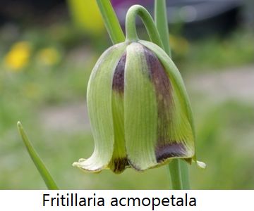 Fritillaria acmopetala