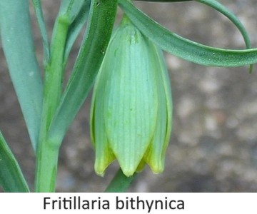 Fritillaria bithynica