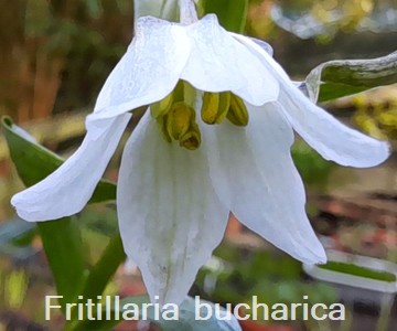 Fritillaria bucharica 