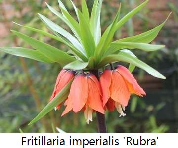 Fritillaria imperialis 'Rubra'