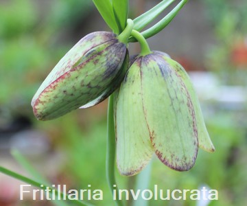 Fritillaria involucrata