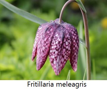 Fritillaria meleagris