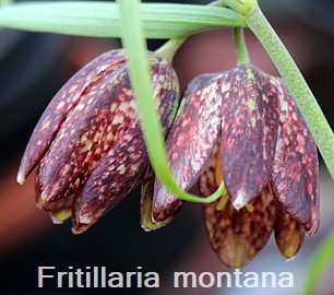 Fritillaria montana