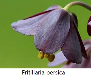 Fritillaria persica