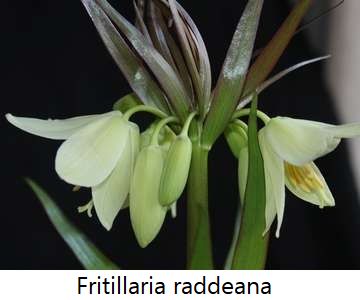 Fritillaria raddeana