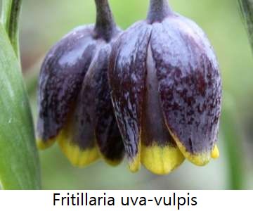 Fritillaria uva-vulpis