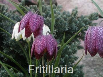 Fritillaria