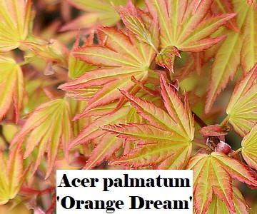 Acer palmatum 'Orange Dream'