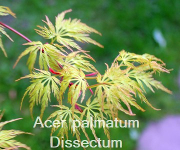 Acer palmatum Dissectum