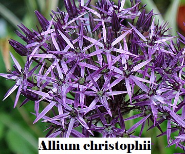 Allium christophii