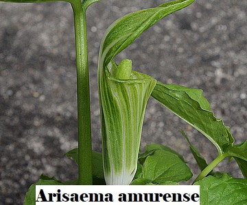 Arsaema amurense