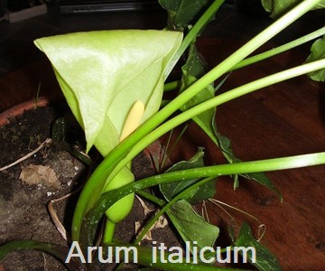 Arum italicum