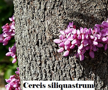 Cercis siliquastrum