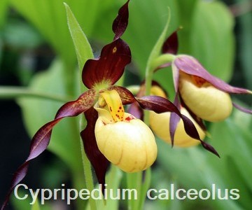 Cypripedium calceolus