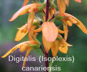 Digitalis canariensis