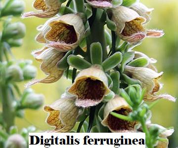 Digitalis ferruginea