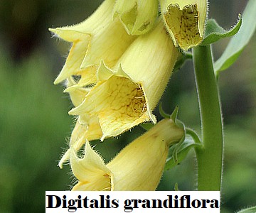 Digitalis grandiflora