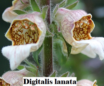 Digitali lanata