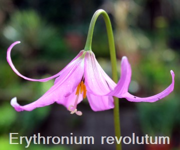 Erythronium revolutum