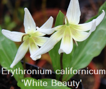 Erythronium californicum 'White Beauty'