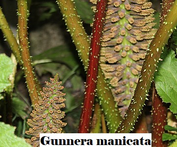 Gunnera manicata