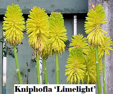 Kniphofia ‘Limelight’