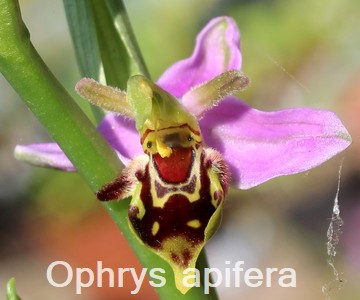 Ophrys apifera