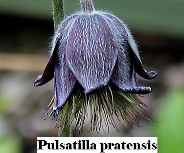 Pulsatilla pratensis