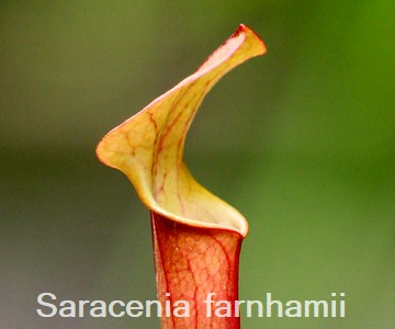 Saracenia farnhamii