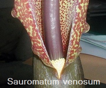 Saurimatum venosum