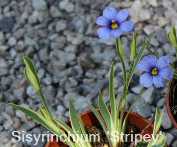 Sisyrinchium 'Stripey'