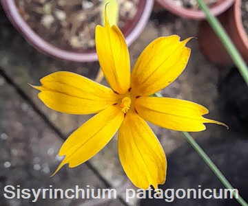 Sisyrinchium patagonicum