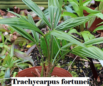 Trachycarpus fortunei