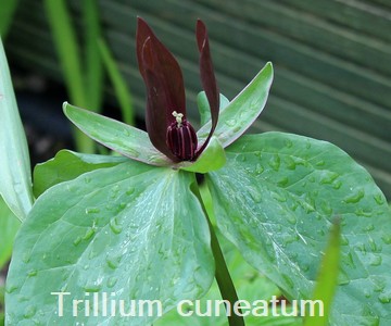 Trillium cuneatum