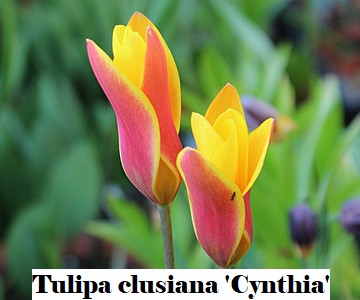 Tulipa clusiana 'Cynthia'